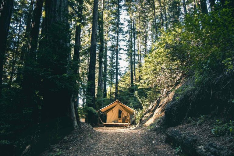 Photo of a glamping retreat in a forest