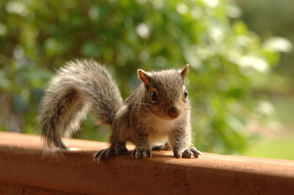 Image of a squirrel on a railing